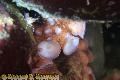 Chemainus Octo Video